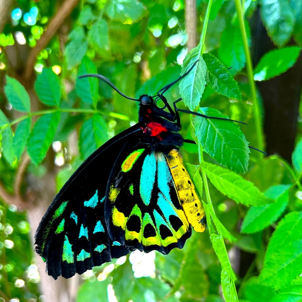 Meet your Posher, Jacqui